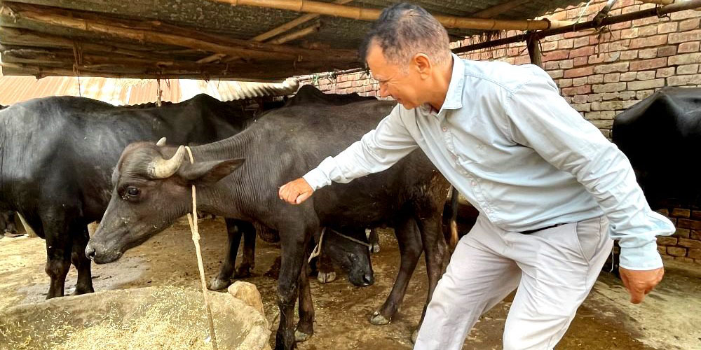 जानकीमा पशुचौपायालाई निःशुल्क खोप लगाउने अभियान
