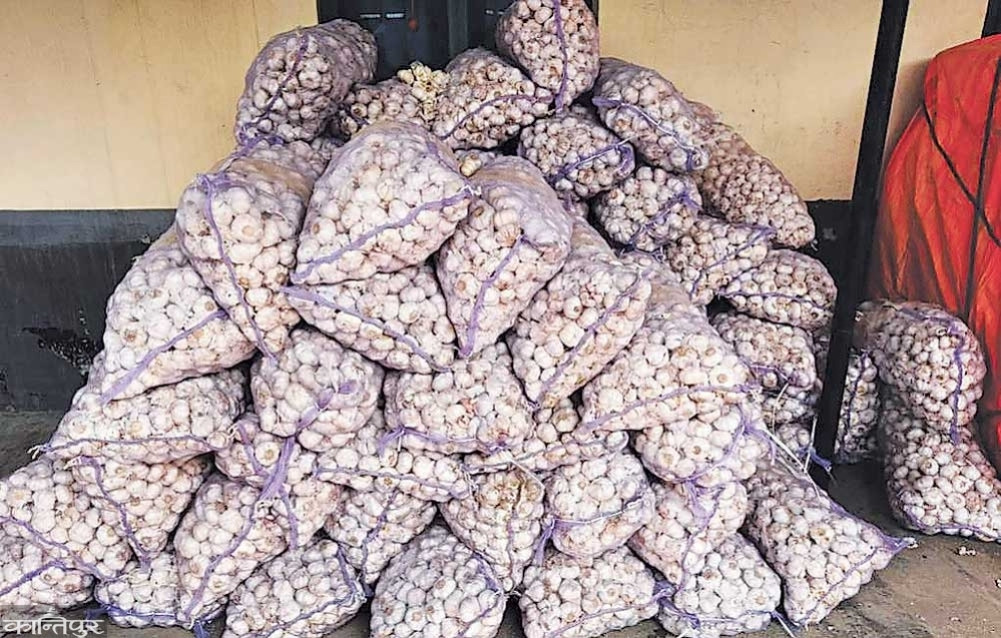 चौरगाउँबाट १०३ क्वीन्टल लसुन काठमाडौँ पठाइयो