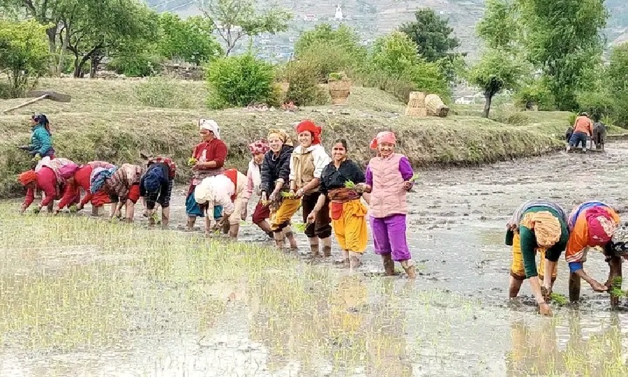 जुम्लाका किसानलाई मार्सीधान रोप्न भ्याइनभ्याइ