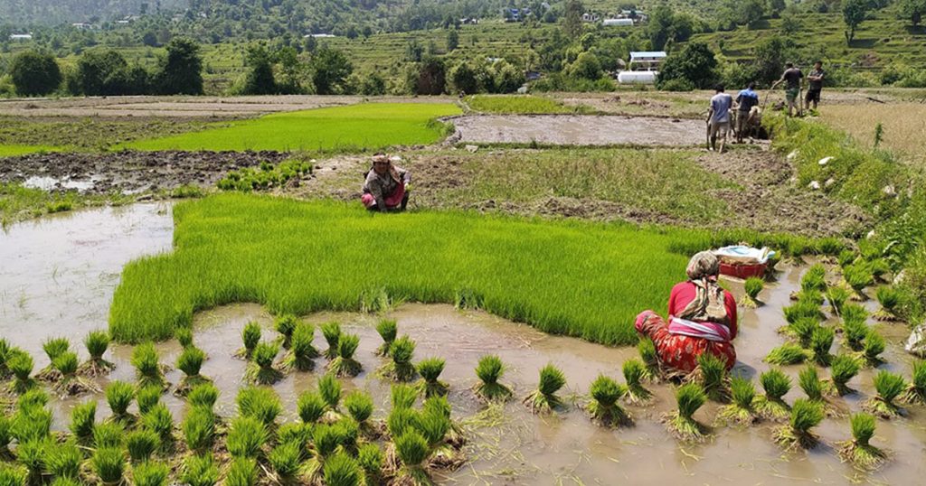 देशभर झण्डै ७० प्रतिशत धान रोपाइँ सकियो