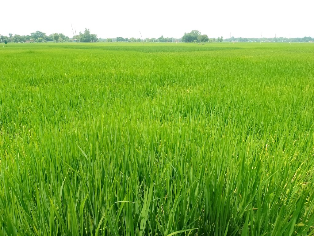 बाँकेमा ९५ प्रतिशत धान रोपाइँ सकियो