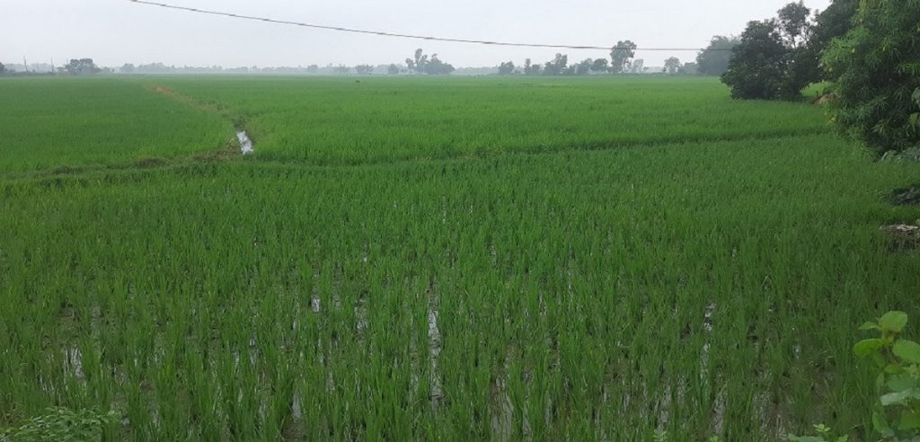 बाँकेमा मलको चरम अभाव, किसानलाई उत्पादन घट्ने चिन्ता