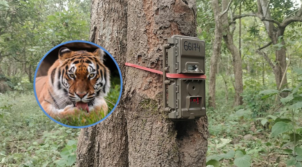 निर्वाचन लगत्तै शुक्लाफाँटा निकुञ्जमा बाघ गणना