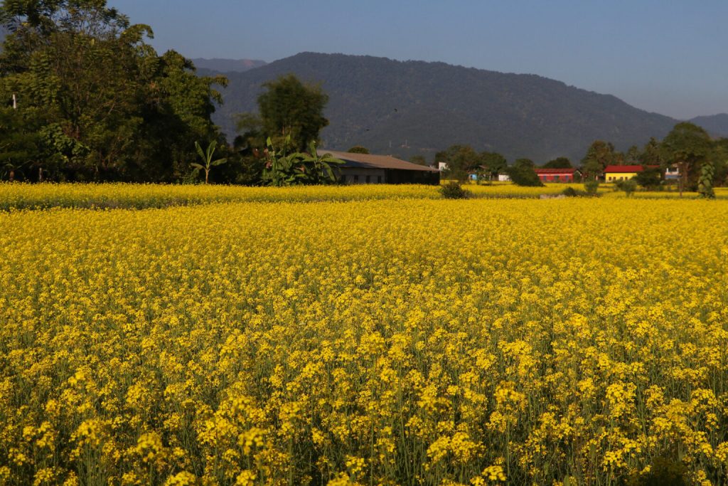 दाङमा बढ्यो तोरीको उत्पादन, छैन बजारको समस्या