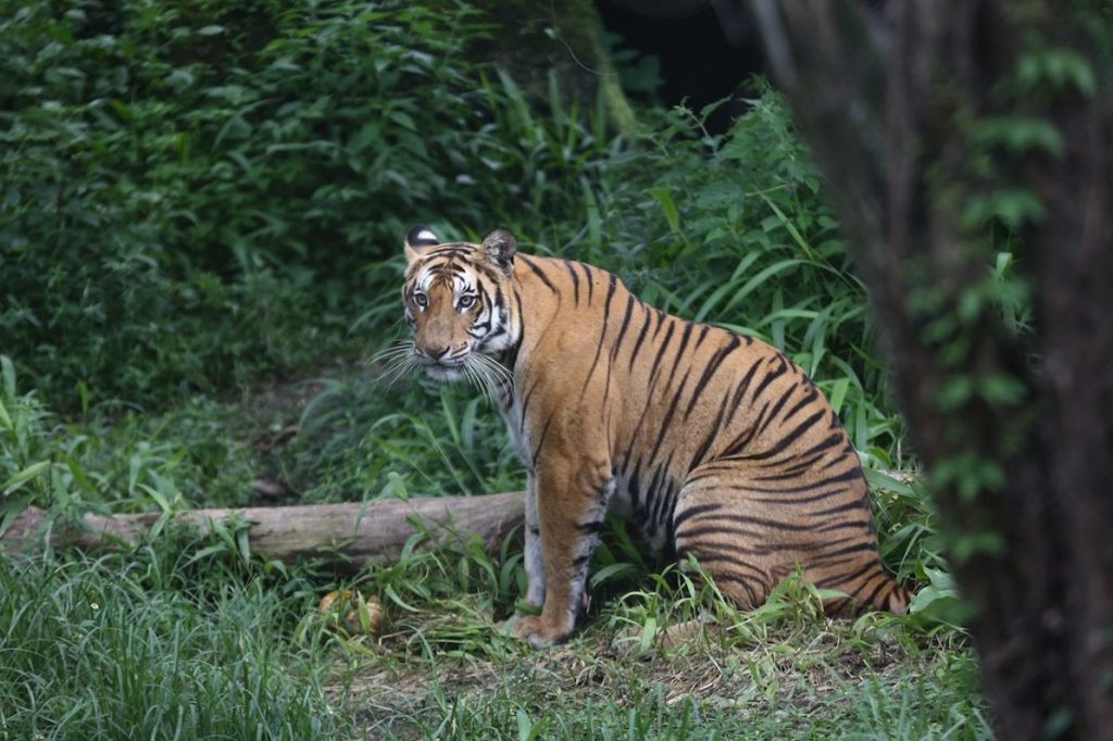 वन्यजन्तुसँगको द्वन्द्वले बढाएको त्रास