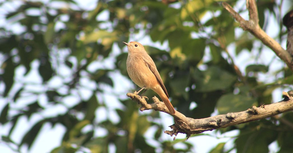 आहारा खोज्दै तनकम्प खञ्जरी