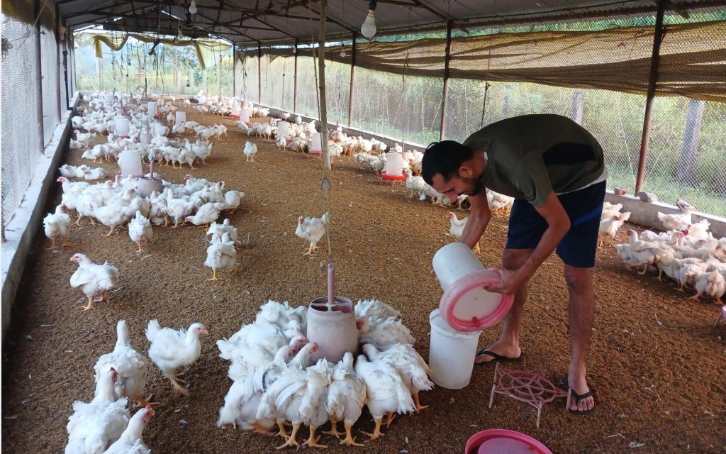 नियमन नहुँदा नेपाली पोल्ट्रीमा भारतीय कुखुरा छ्यापछ्याप्ती