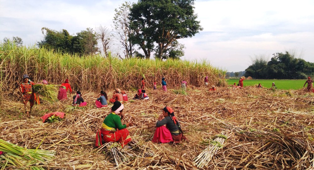 राजनीतिसँगै व्यावसायिक उखुखेतीमा जमेका जनप्रतिनिधि