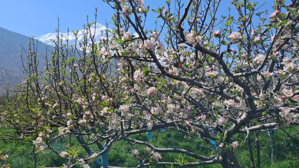 स्याउका बोट फूलेर सेताम्मे