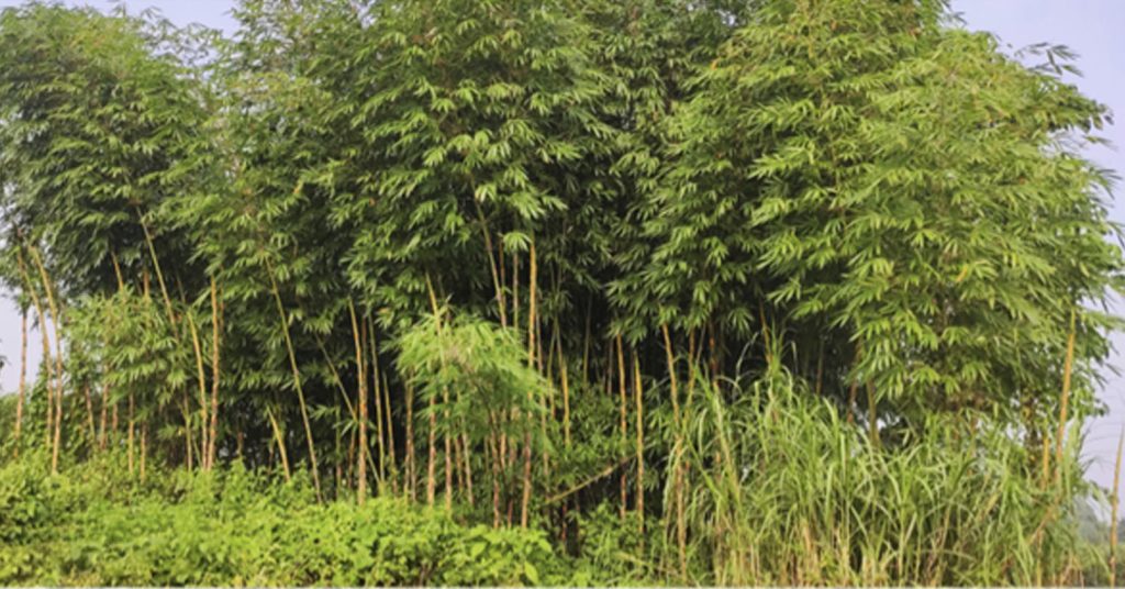 बजारमा बेत बाँसको माग उच्च, तर कामदार पाउनै मुस्किल