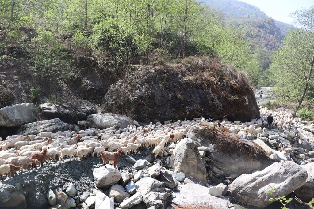 उँभौली पर्व मनाउन भेडाबाख्रा धपाउँदै लेक चढे गोठालाहरू