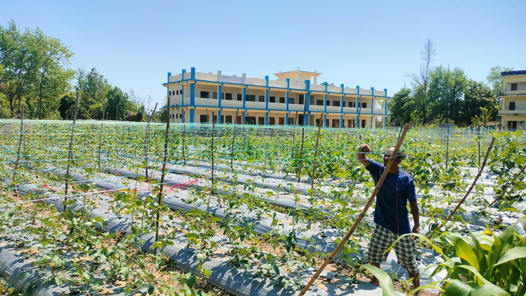 झलारीमा तने बोडीखेती