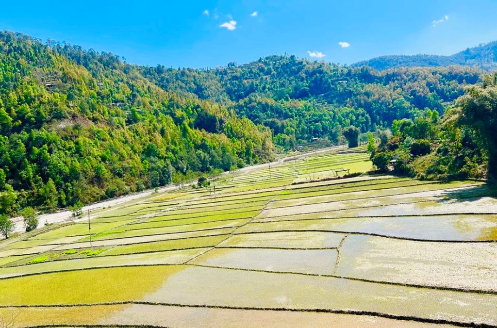 राहले फाँटमा चैते धानखेती