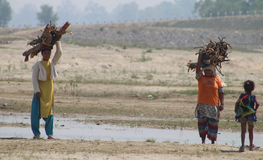 दाउराको जोहो गर्दै महिला