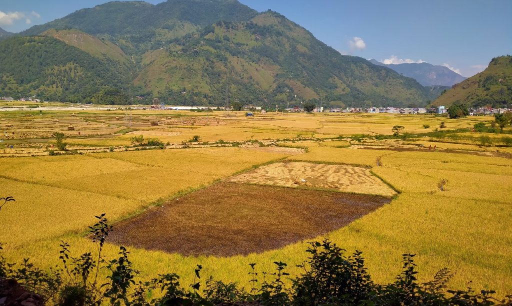 किसानले पाए ५० प्रतिशत अनुदानमा धानको उन्नत बीउ