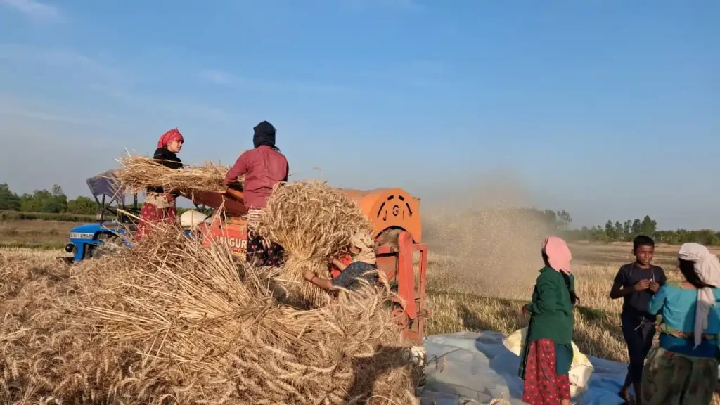 बाँकेमा गहुँखेती गर्ने क्षेत्र घट्यो, उत्पादन बढ्यो