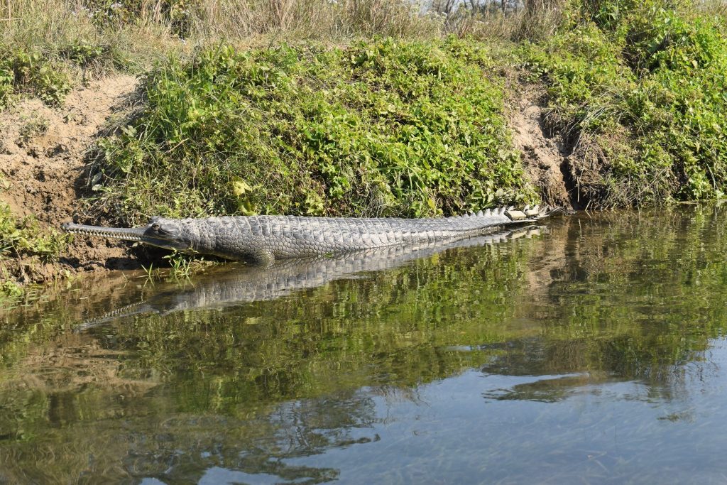 राप्ती नदीमा भेटियो १७ घडियाल गोहीको गुँड