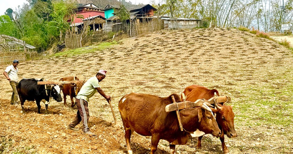 खेतबारी जोत्न गोरुकै भर !