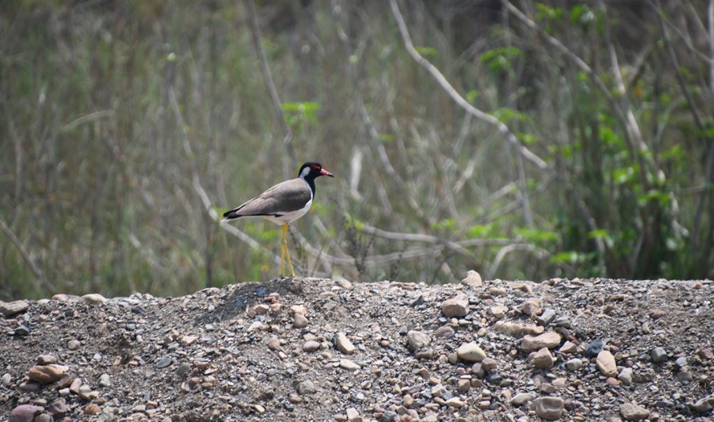 आहारा खोजीमा हुटिट्याउँ