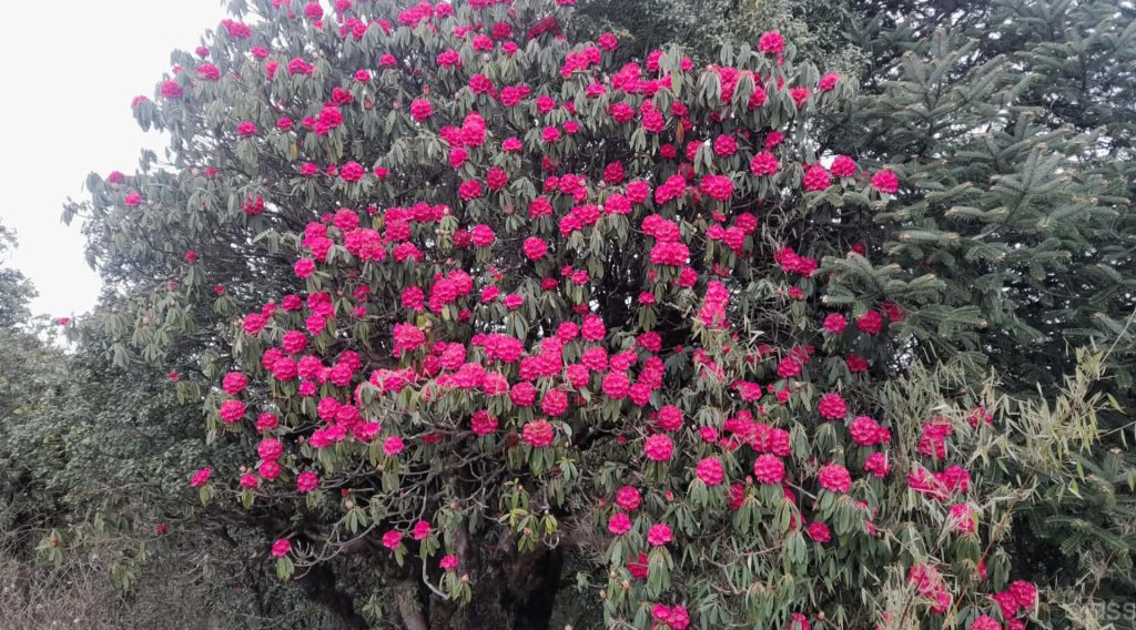 हम्पाल र कोखेडाँडामा पर्यटकको आकर्षण बढ्यो