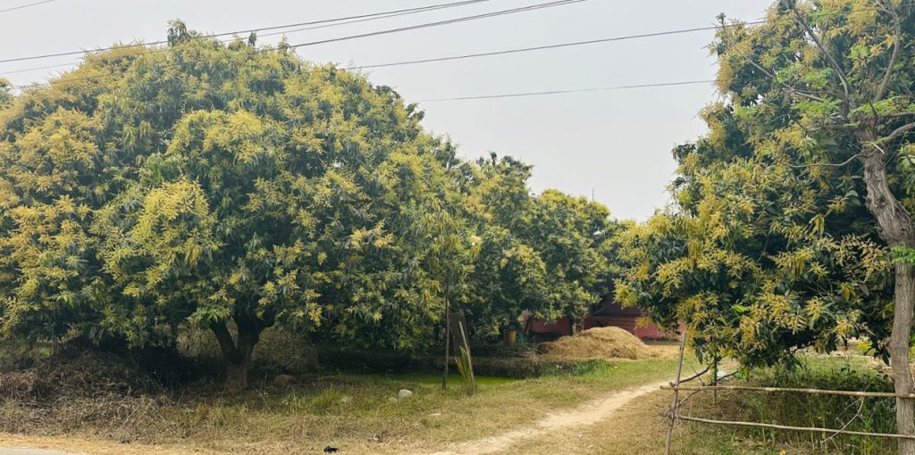 आँपमा मधुवा रोग, उत्पादन घट्ने अनुमान