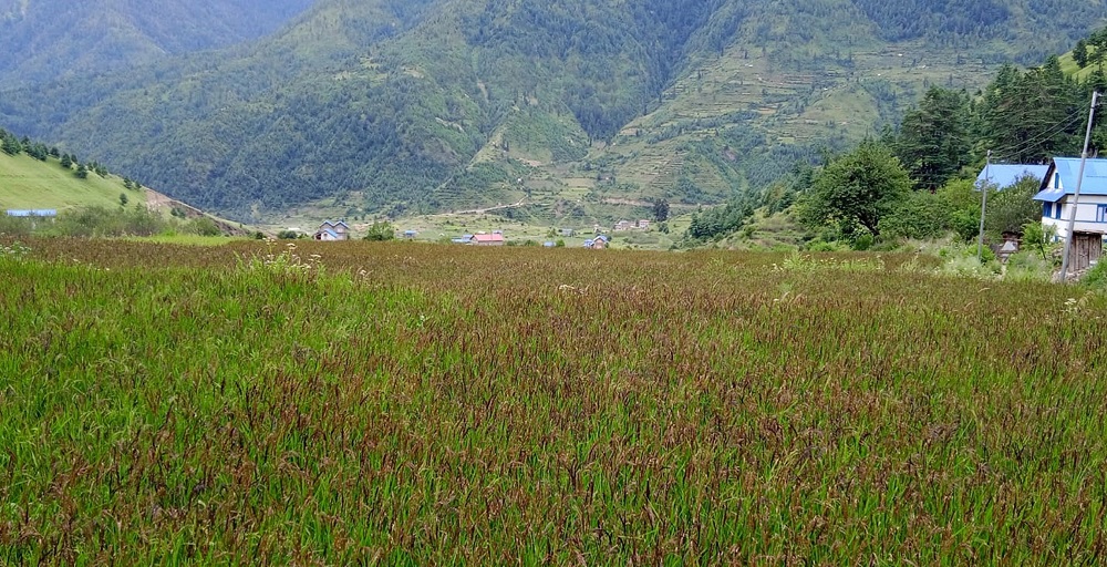 एक वर्षमै तीन करोड ५० लाखको मार्सी चामल बिक्री