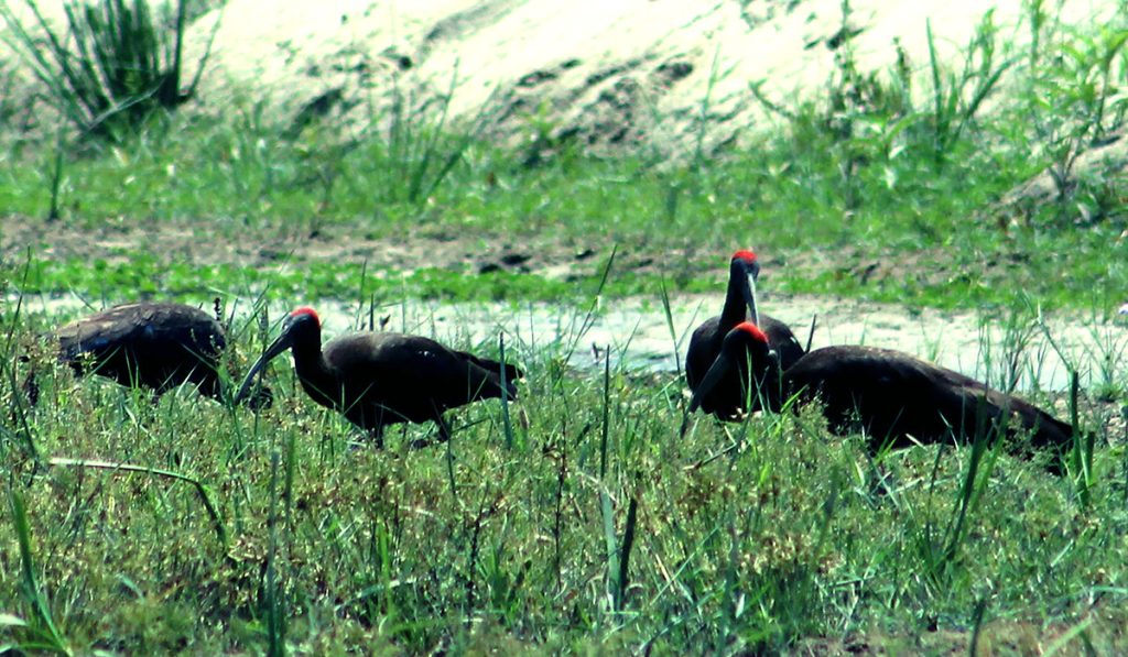 आहारा खोज्दै कर्रा साँवरी चरा