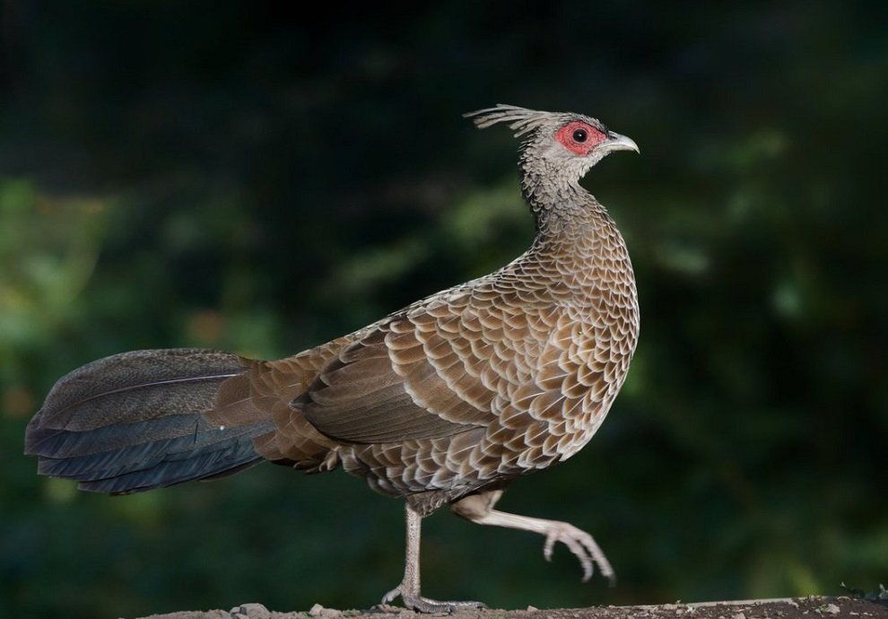 धौलागिरि र ढोरपाटनमा दुर्लभ पन्छी चिरकालिजको सर्वेक्षण