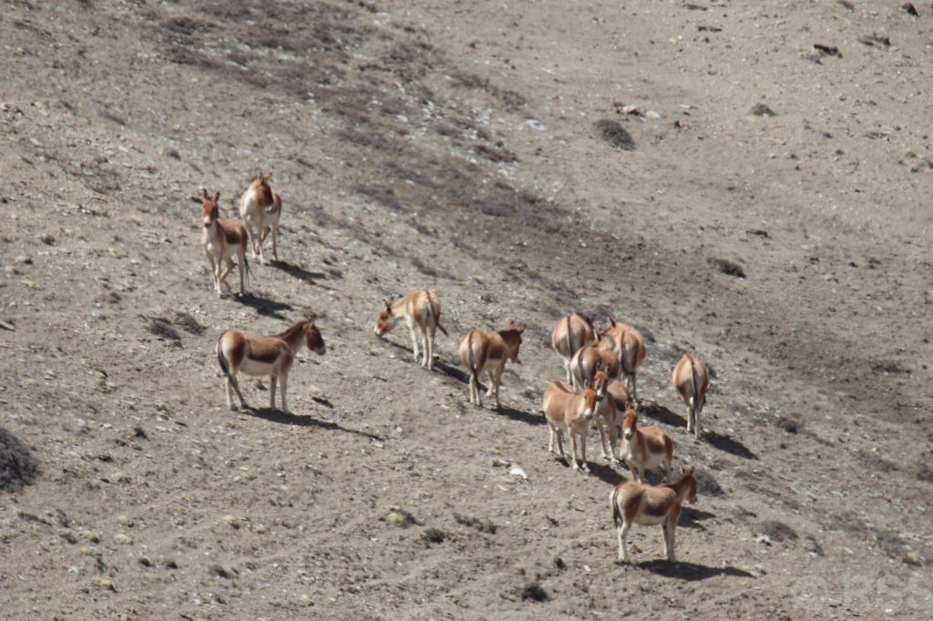 उपल्लो मुस्ताङमा देखिए दुर्लभ जङ्गली गधा