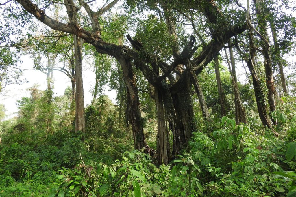 संरक्षण अभावमा संसारकै सानो वनखण्ड ‘जलथल’ सङ्कटमा