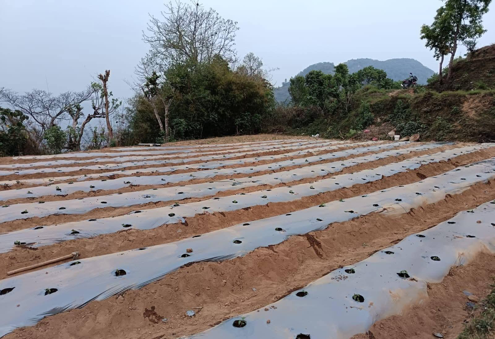 झाडी फाडेर अकबरे खुर्सानी खेती, वार्षिक १० लाख आम्दानी गर्ने लक्ष्य