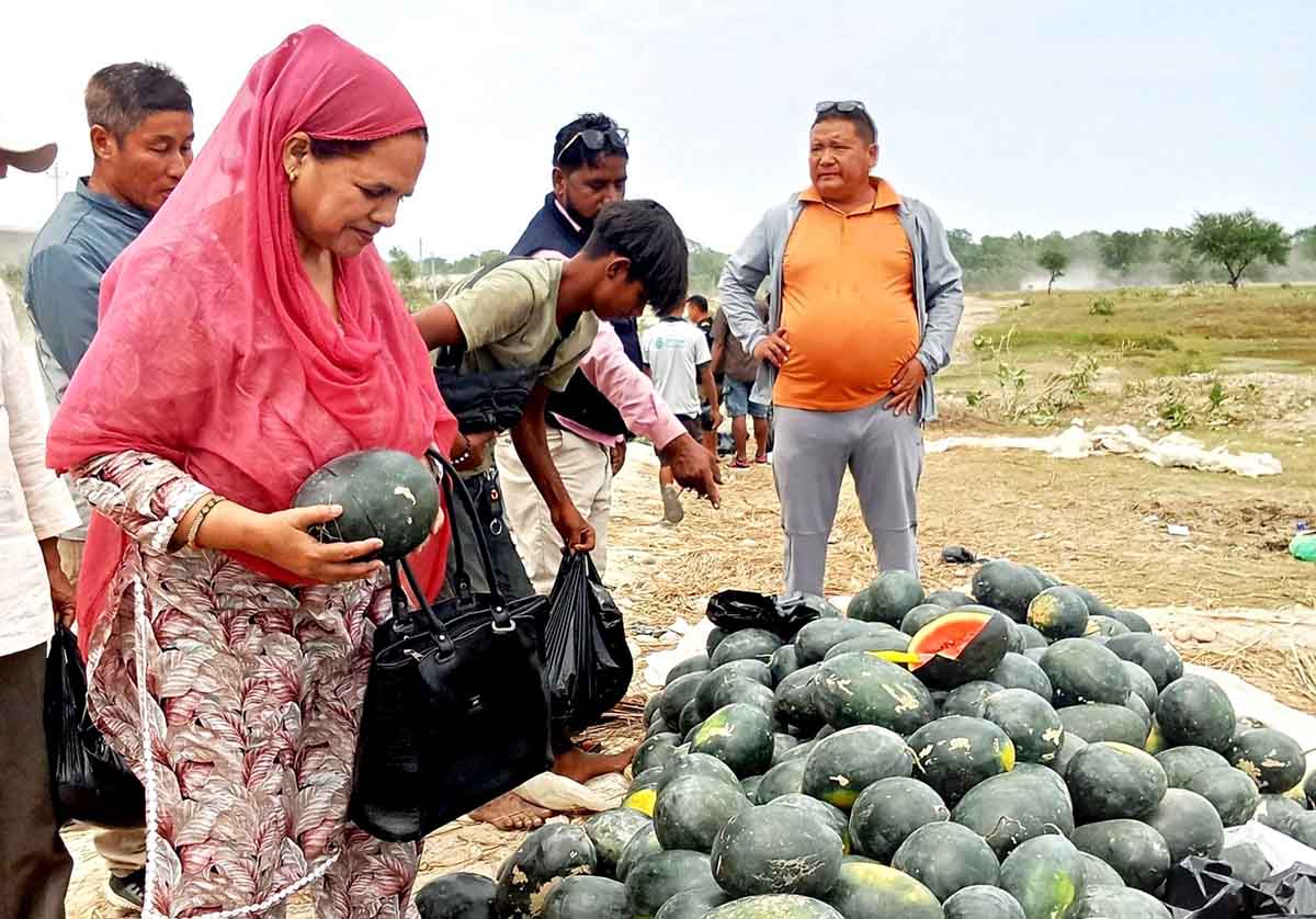 राप्ती नदीको बगरमा लटरम्म तरबुजा, खरिद गर्नेको भीड