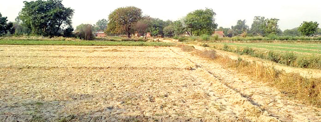 बर्षा नहुँदा धानको बिउ राख्न समस्या
