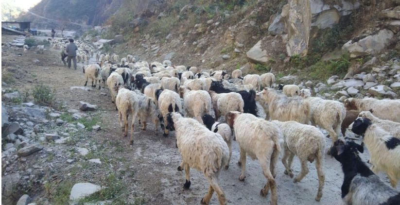 चरन अभाव र युवा पलायनले हिमाली भेडापालन संकटमा