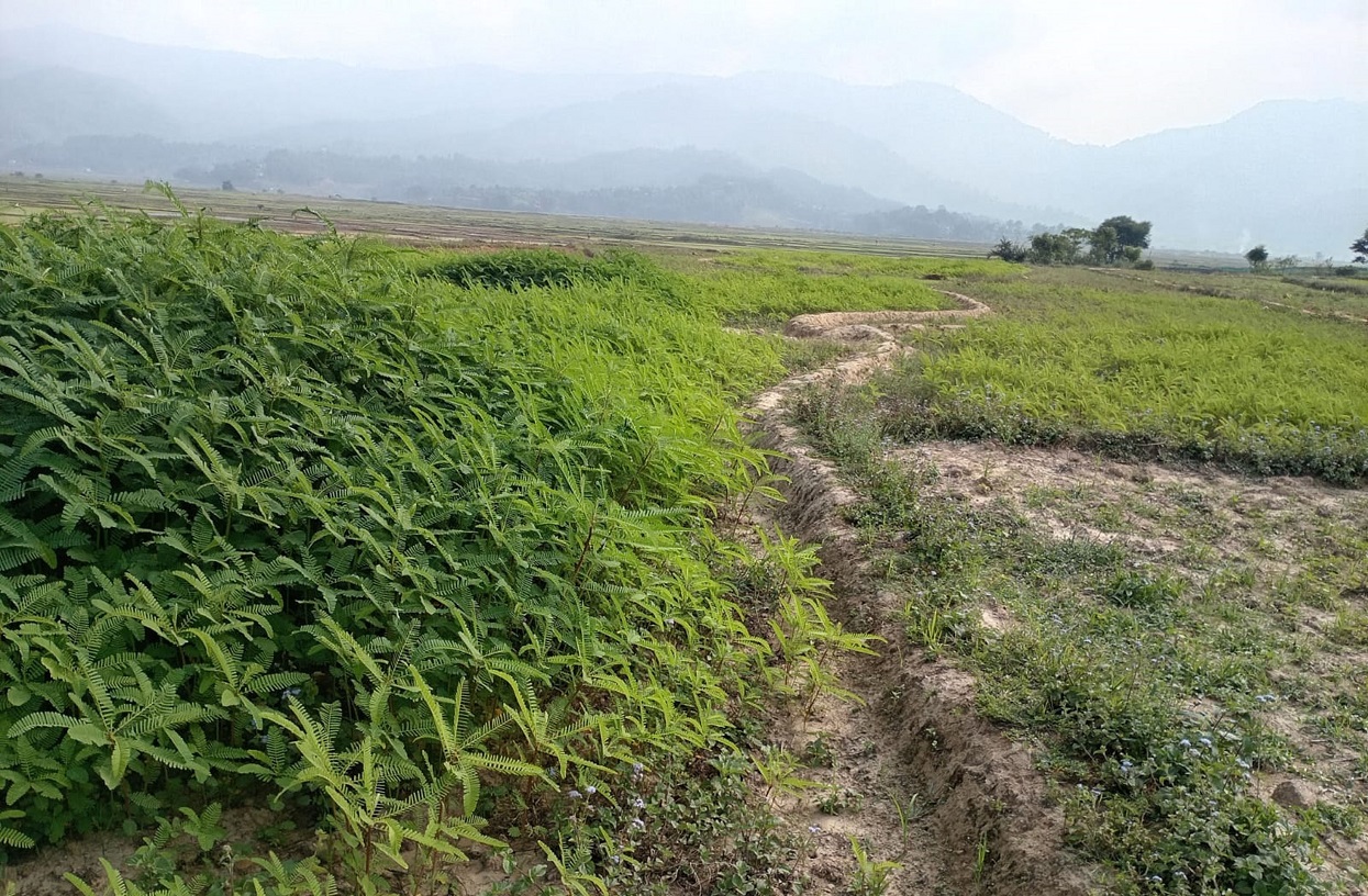 रासायनिक मलको विकल्प बन्यो ‘ढैँचा खेती’