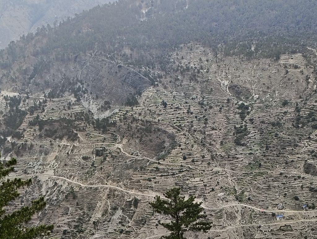 खडेरीले बाली सुक्न थालेपछि मुगुका किसान चिन्तित