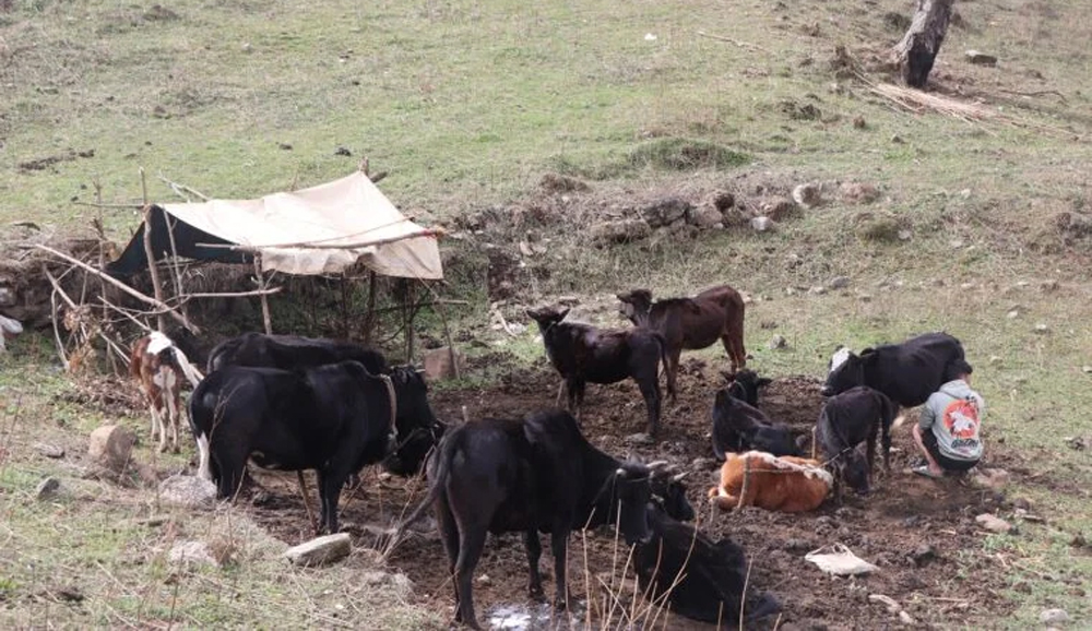 घुम्ती गोठसँगै रैथाने गाईगोरु सङ्कटमा