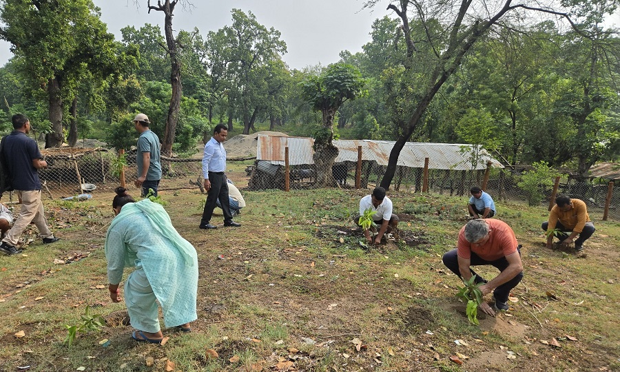 बाँकेमा वृक्षारोपण अभियान, ‘६०.५ हेक्टर जमिनमा रोपिँदै बिरुवा’