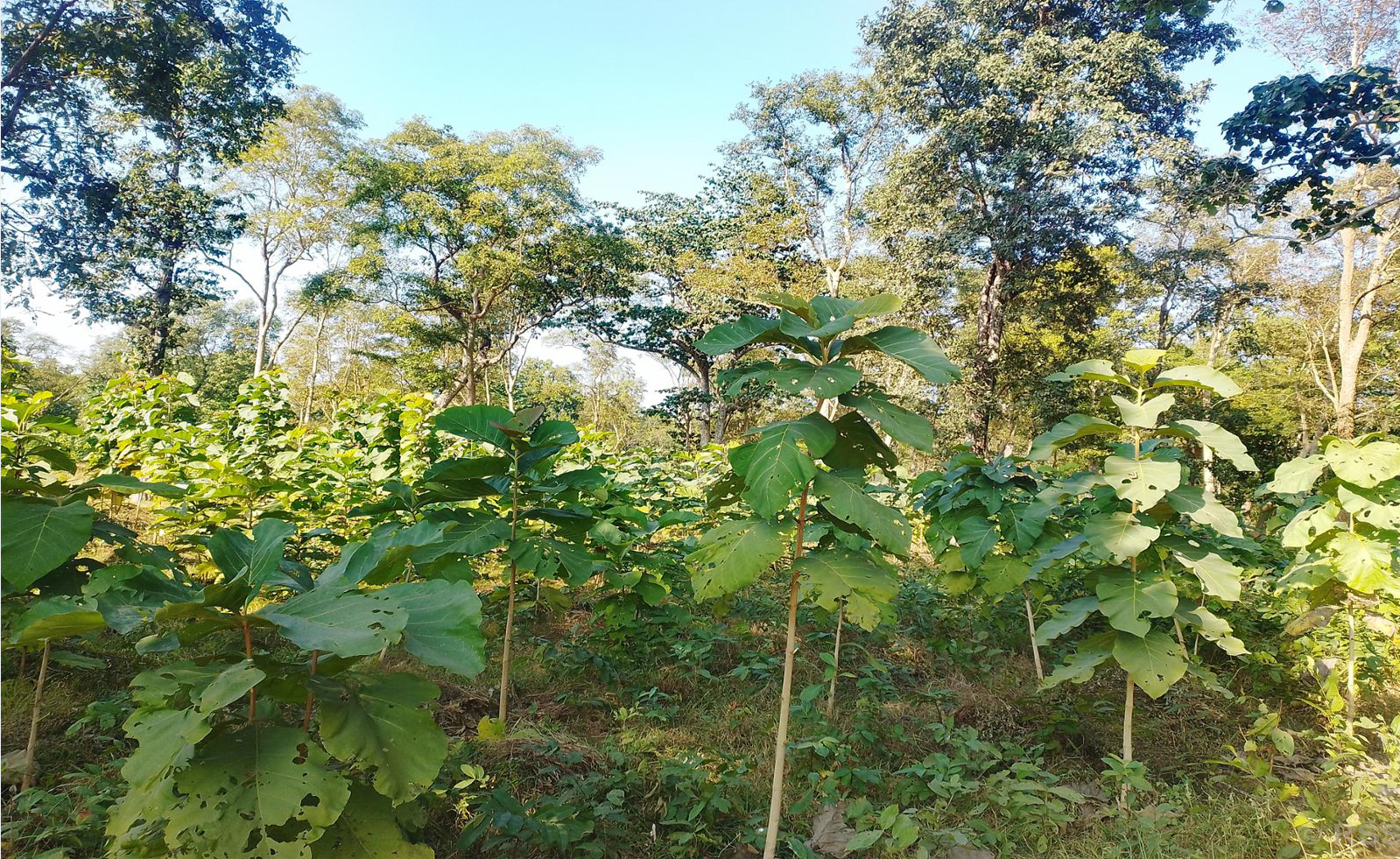 आर्थिक समृद्धिको नयाँ आधार बन्दै सामुदायिक वन
