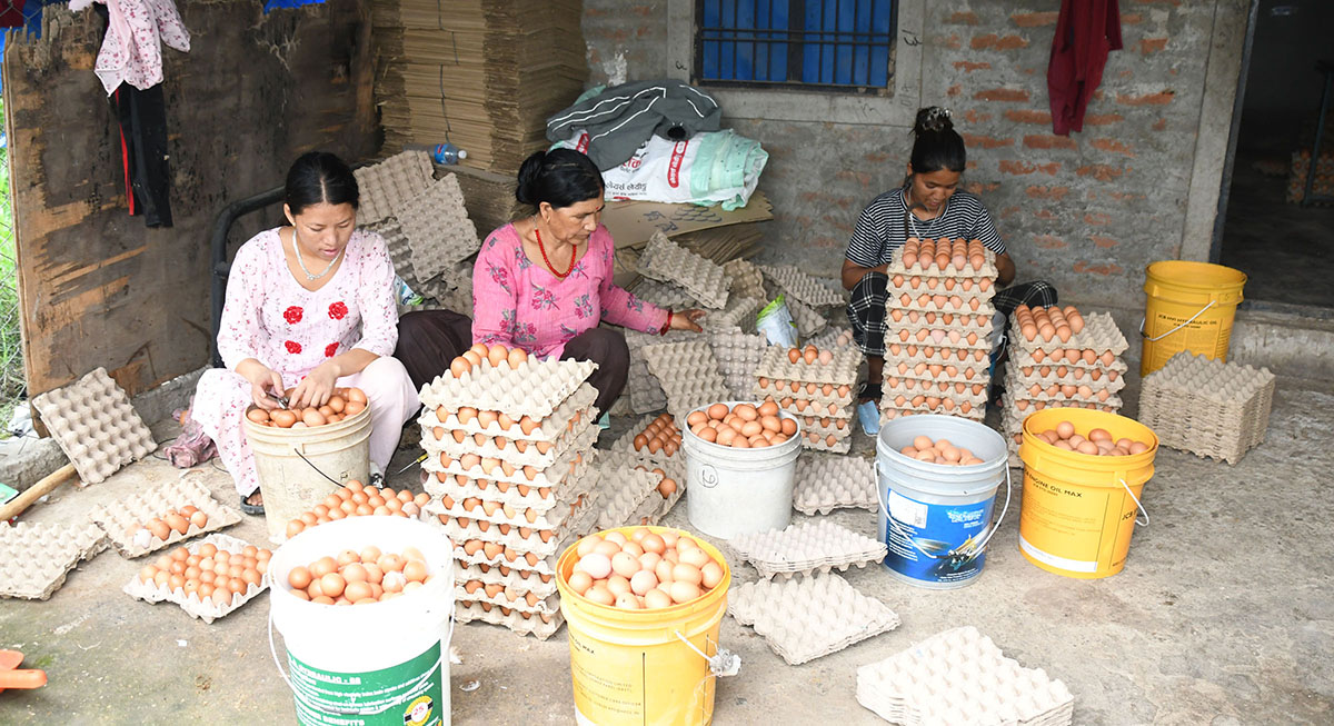 अण्डा ग्रेडिङ गर्दै कामदार