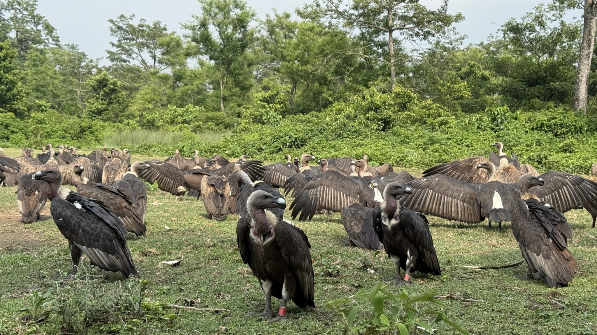 गिद्ध संरक्षणसँगै पर्यटकीय र अध्ययन केन्द्र बन्दै जटायु रेष्टुरेन्ट