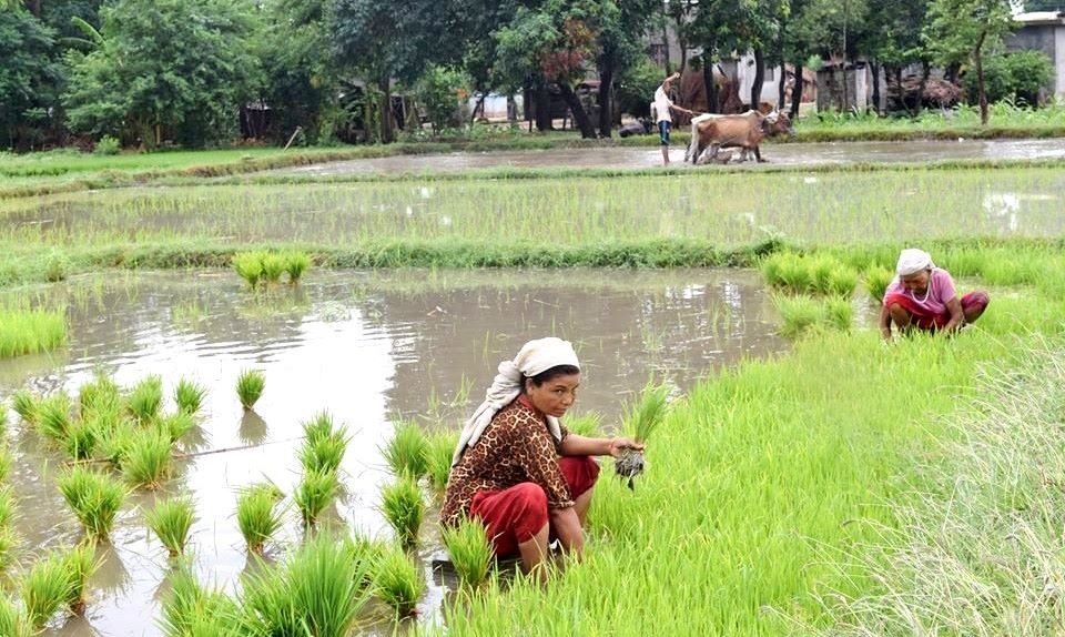 बाँकेमा ६० प्रतिशत धान रोपाइँ सकियो