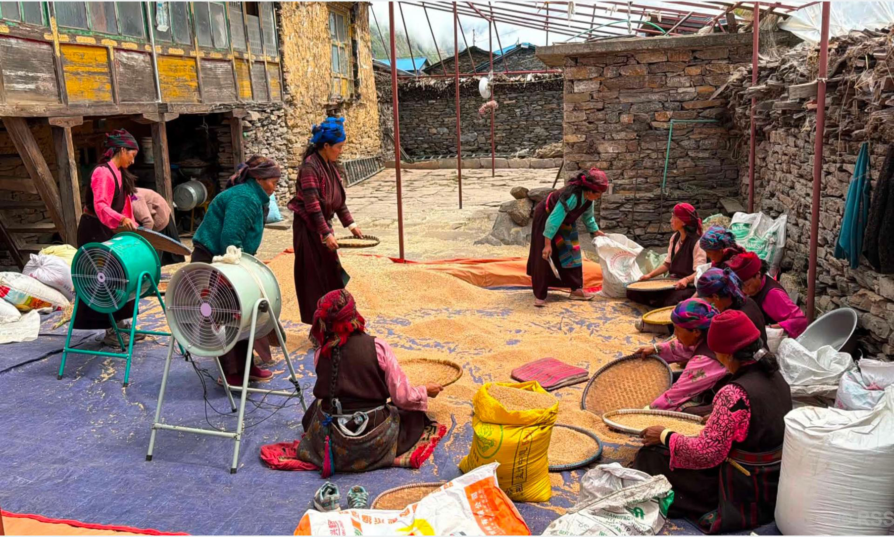 साइत जुराएर ११ महिनामा पाकेको गहुँ भित्र्याउँदै किसान