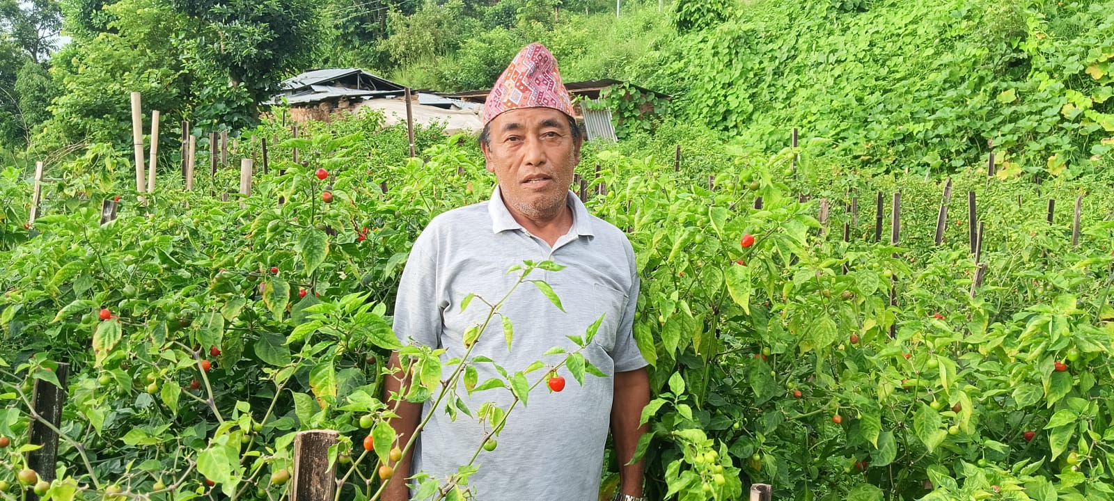 अकबरे खुर्सानी खेतीबाट लाखौँ कमाउँदै मोती