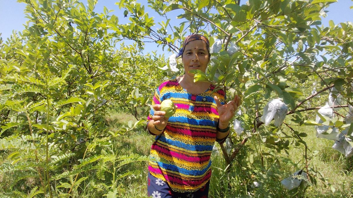 ताइवानी अम्बाले बदल्यो सिर्जनाको भविष्य