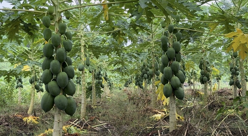 बाँकेमा फलफूलको माग बढ्दै, किसान उत्साहित