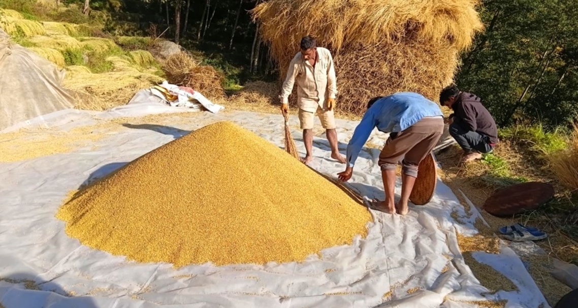 धान थन्क्याउन किसानलाई युवा जनशक्ति पाउनै मुस्किल